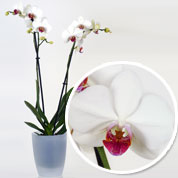 Orchidée Blanche + Cache pot Transparent
